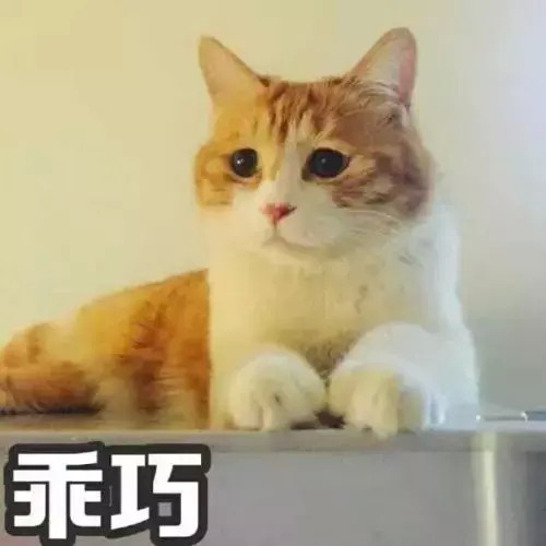 呵，这虚假的人猫塑料情！猫主子你能不能再爱我一点！