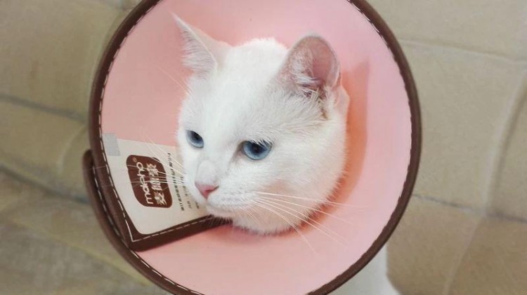 辟谣猫奶藓其实就是猫藓为避免人猫共患三点措施不可少！