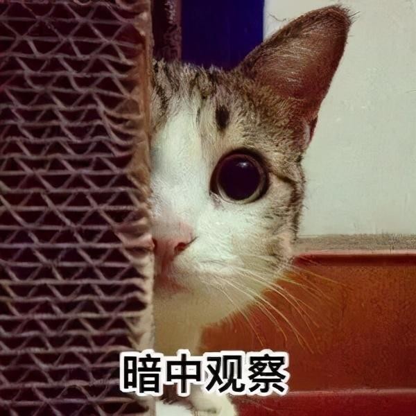 猫咪发情了怎么办做好这几点你也是个专业的铲屎官