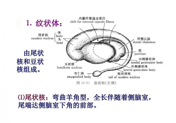 辟谣狗界也有狗薄荷要问它在哪请往主人身上闻