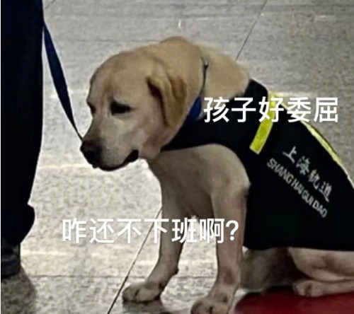 地铁里的警犬有多可爱狗子：我不想上班