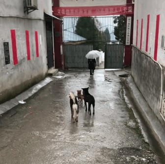 田园犬把送小主人送到学校还等小主人摸摸它暖心的举动