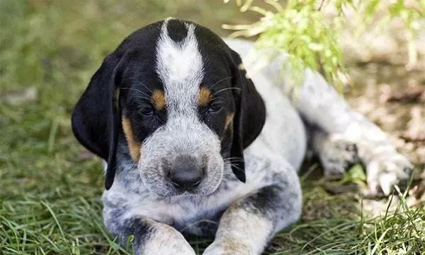 每日一犬·布鲁克浣熊猎犬