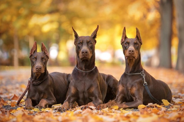 十分凶猛犬种之一