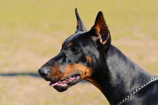 十分凶猛犬种之一